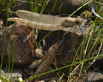 Stylurus notatus, female